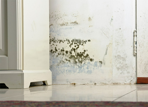 Mold Removal Remediation Services